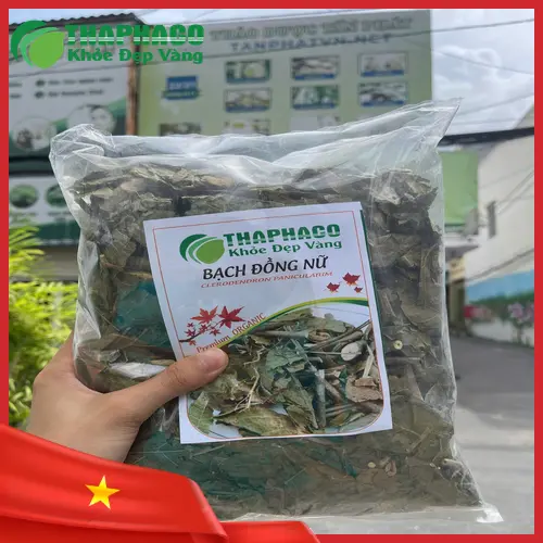 Lá Bạch Đồng Nữ và các bài thuốc dân gian