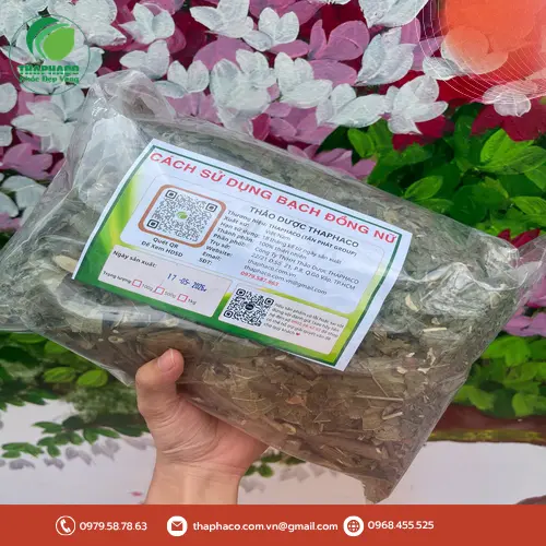 Lá Bạch Đồng Nữ tươi đang được phơi khô