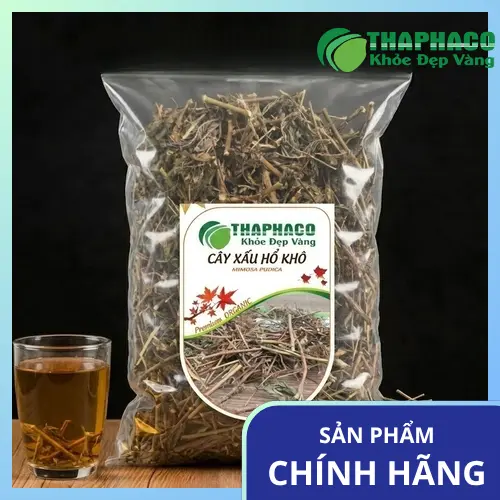 Cây xấu hổ (Mimosa pudica) tự nhiên