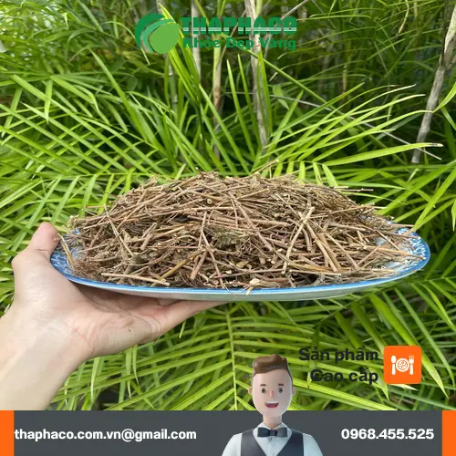 Cây xấu hổ khô đã được sơ chế tại THAPHACO