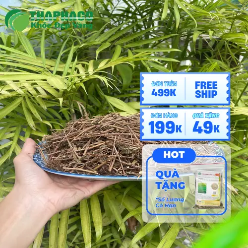 Cách sử dụng cây xấu hổ khô để sắc nước uống hỗ trợ thư giãn thần kinh