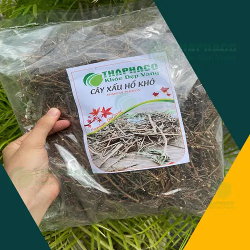 Cách sử dụng cây xấu hổ khô đúng cách