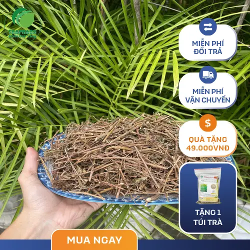 Các câu hỏi thường gặp về cây xấu hổ và tác động hỗ trợ thần kinh