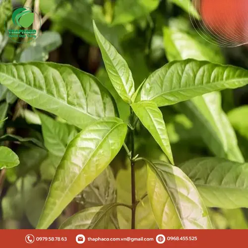 Sử dụng gói hút ẩm trong bảo quản dược liệu