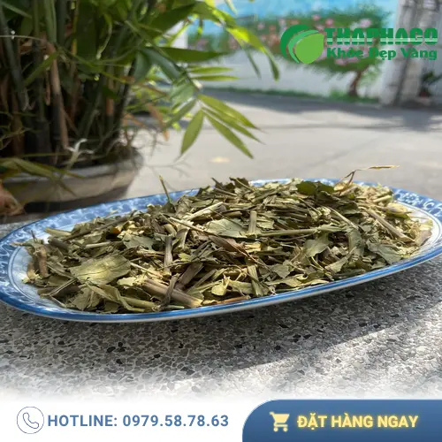 Lá Hoàn Ngọc chất lượng tại THAPHACO