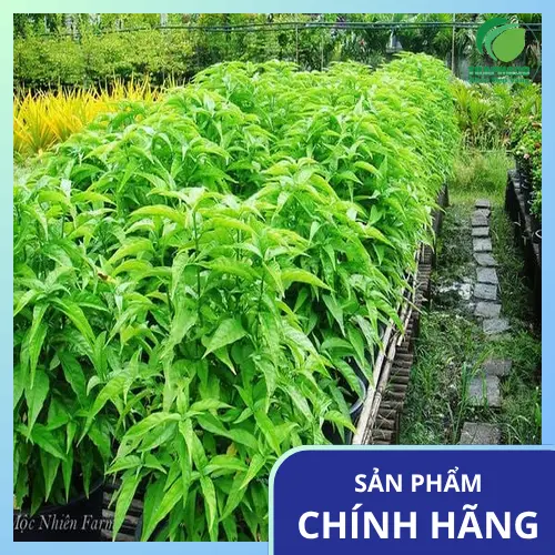 Trà Hoàn Ngọc khô