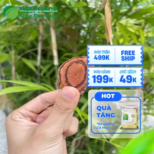 THAPHACO - địa chỉ cung cấp Kê Huyết Đằng chất lượng