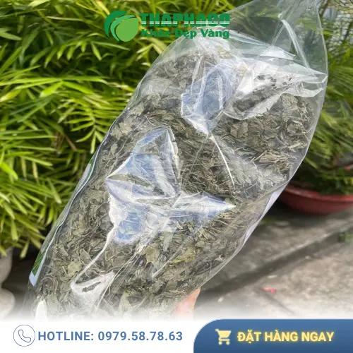 Đặc điểm lá bạc hà khô