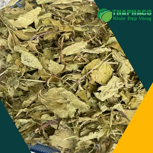 Phân biệt lá bạc hà khô và tinh dầu
