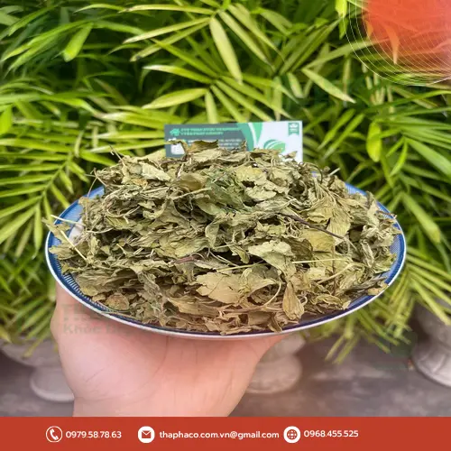 Pha trà bạc hà khô THAPHACO đúng cách
