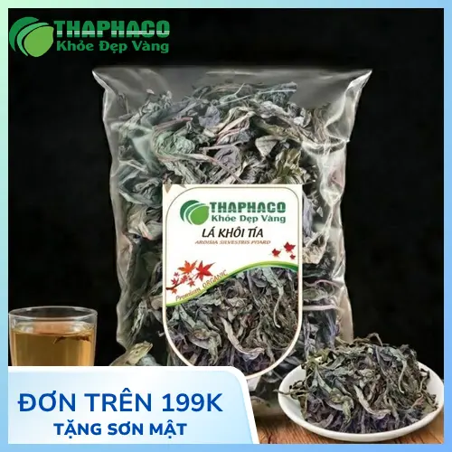 Hình ảnh cây Lá Khôi Tía tươi và khô