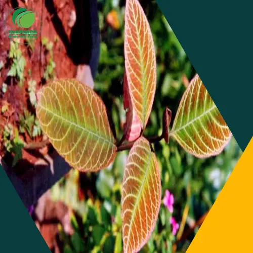 Lợi ích của Lá Khôi Tía khô với dạ dày