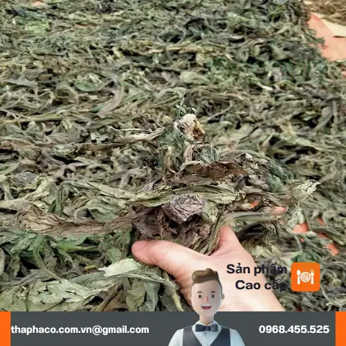 Phụ nữ mang thai không nên uống lá khôi tía khô