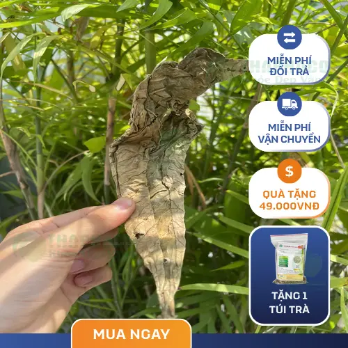 Lá Khôi Tía khô chất lượng tại THAPHACO