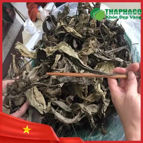 Tham khảo chuyên gia trước khi sử dụng lá khôi tía