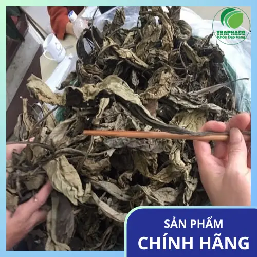 Uống trà lá khôi tía đúng liều lượng an toàn