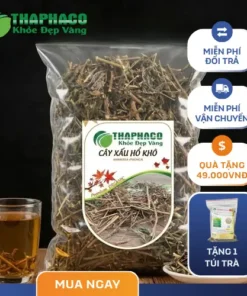 Địa Chỉ Bán Cây Xấu Hổ Uy Tín Tại TP.HCM