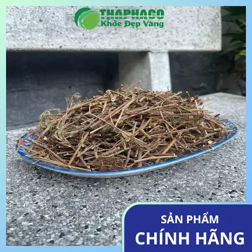 Lý do chọn cây xấu hổ khô uy tín