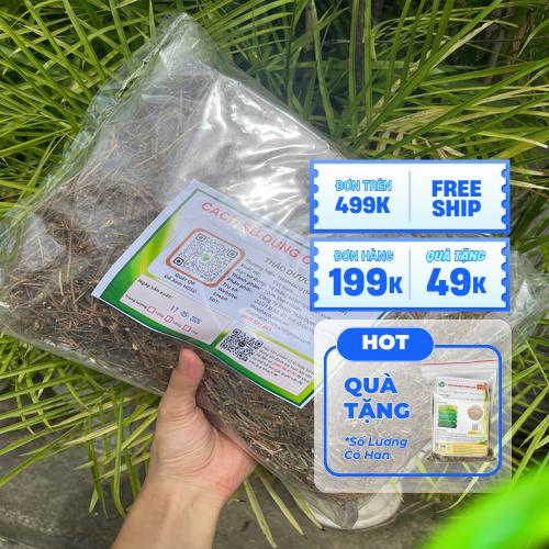Sơ chế và bảo quản cây xấu hổ đúng cách