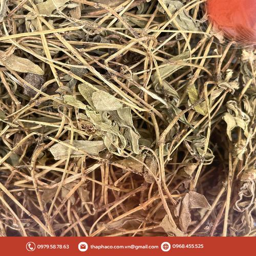 Đặc điểm nhận biết cây sài đất
